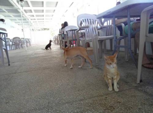 サイパン ダイビングショップ