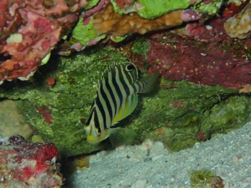 サイパン 体験ダイビング