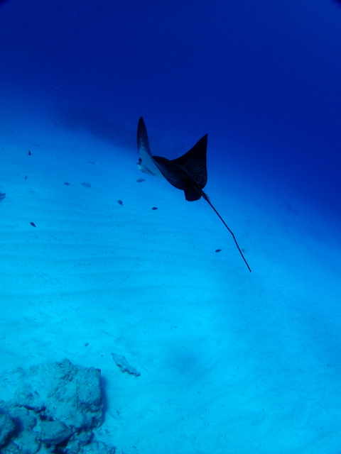 サイパン ダイビングライセンス