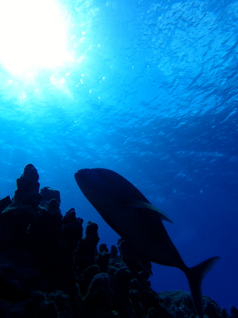 サイパン ダイビング
