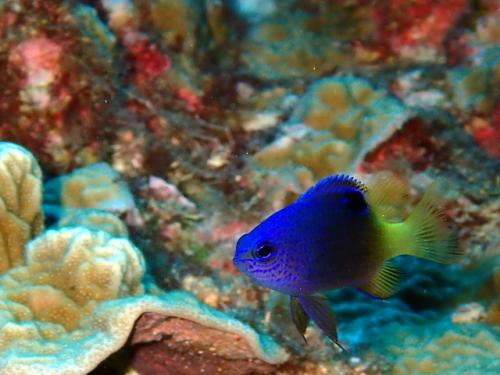 サイパン ダイビングライセンス