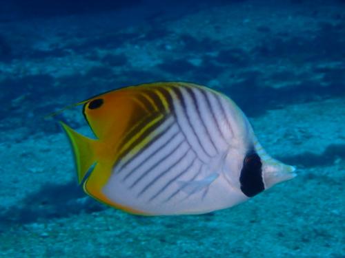 サイパン ダイビングショップ