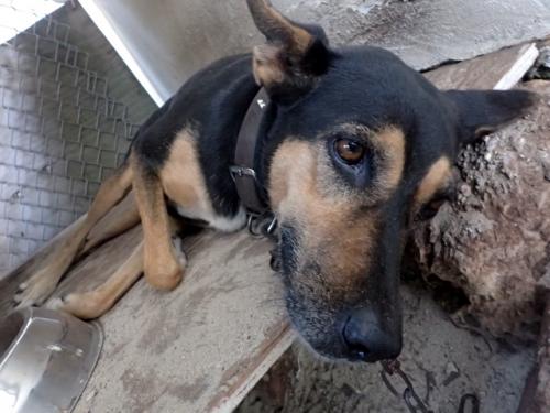 サイパン ダイビング