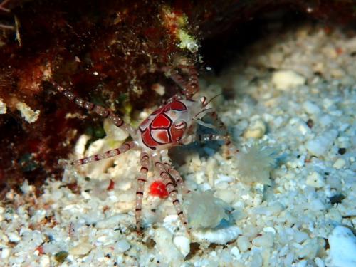 サイパン ダイビング