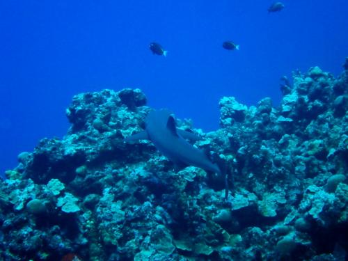 サイパン ダイビング