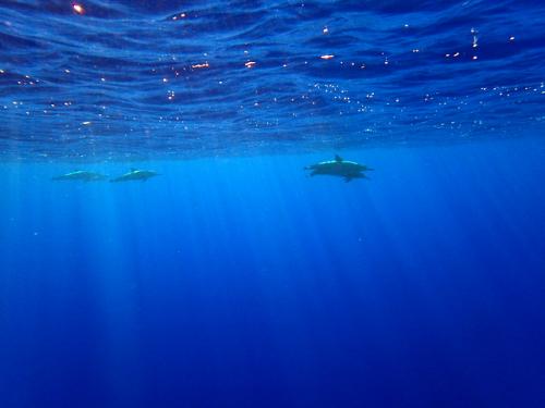 サイパン ダイビングライセンス