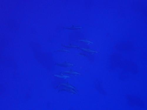 サイパン ダイビングショップ