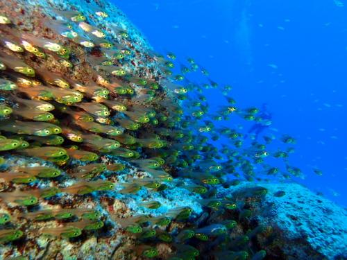 サイパン 体験ダイビング