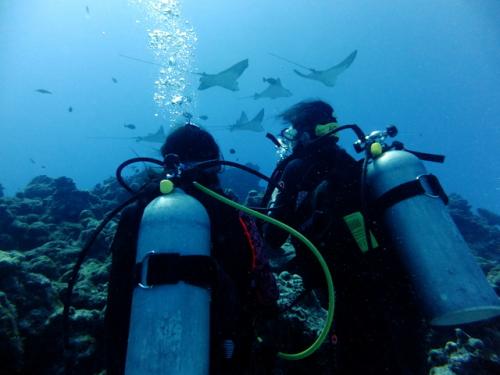 サイパン ダイビングライセンス