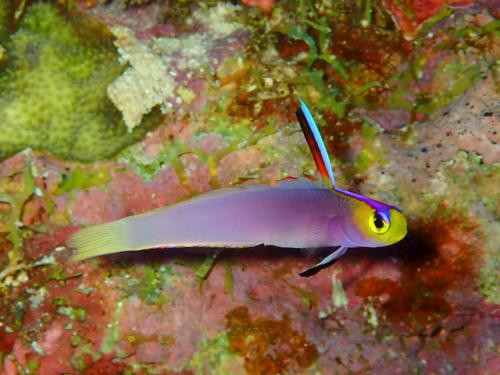 サイパン ダイビング