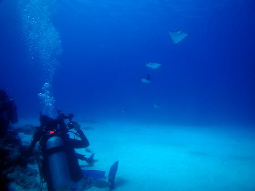 サイパン ダイビング