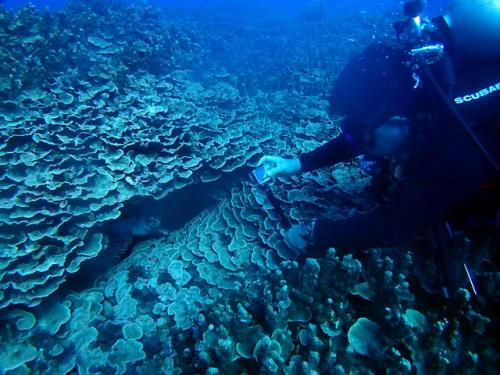 サイパン ダイビング
