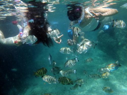 サイパン ダイビングライセンス