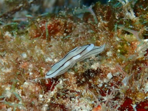 サイパン ダイビングショップ