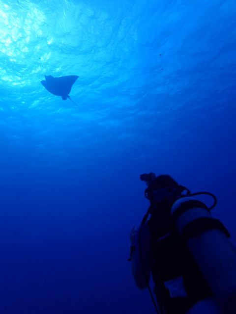 サイパン ダイビング