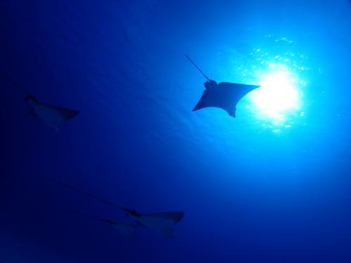 サイパン ダイビングライセンス