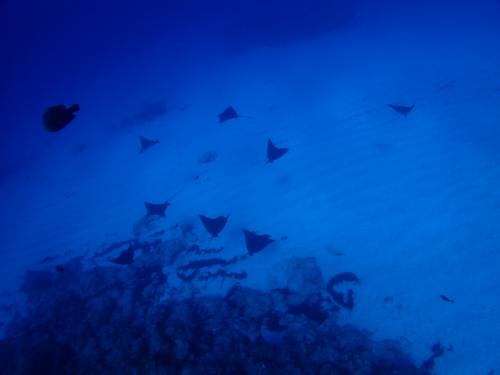 サイパン ダイビング