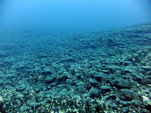 サイパン ダイビング