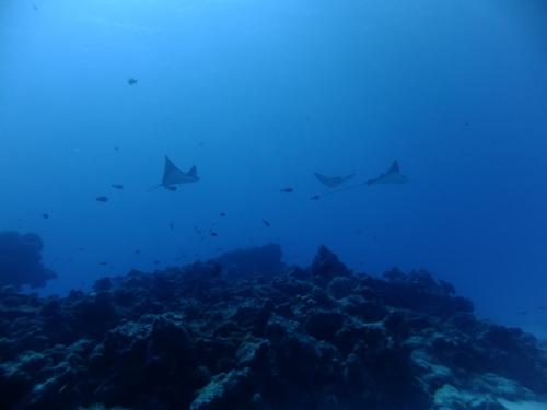 サイパン ダイビング