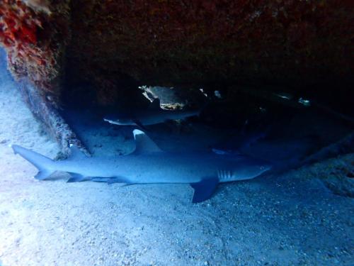 サイパン ダイビングショップ