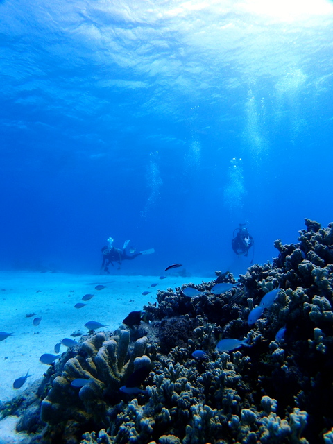 サイパン ダイビングライセンス