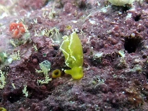 サイパン ダイビング