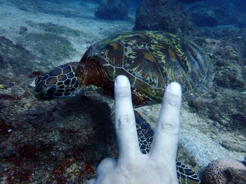 サイパン ダイビング