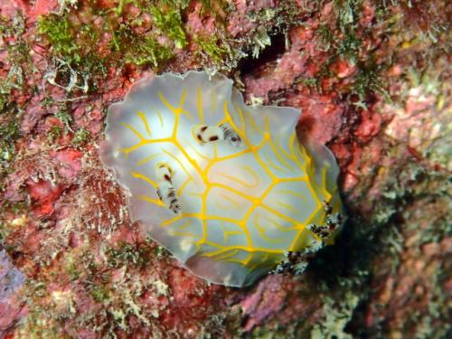 サイパン ダイビングショップ