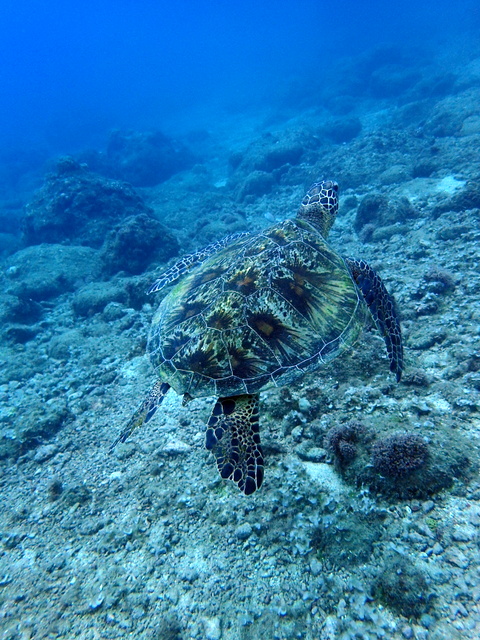 サイパン ダイビング