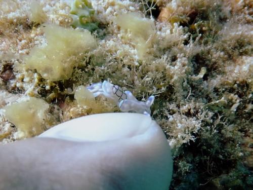 サイパン 体験ダイビング