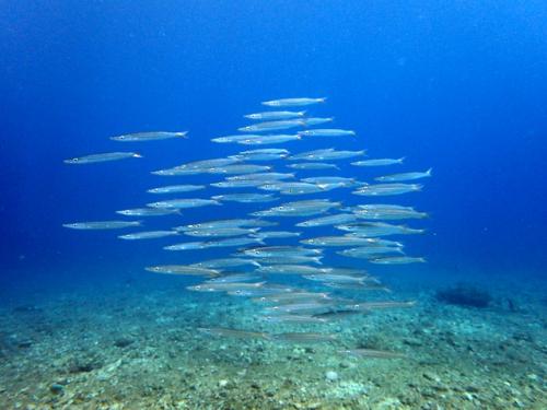 サイパン 体験ダイビング