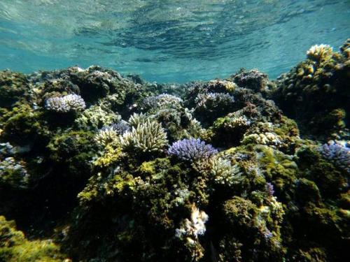 サイパン ダイビング