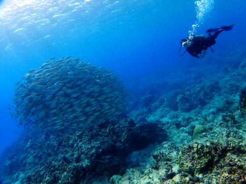 サイパン 体験ダイビング