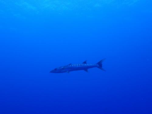 サイパン ダイビングショップ