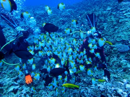 サイパン ダイビング