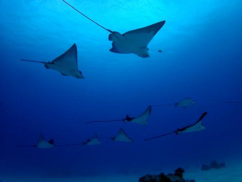 サイパン ダイビング