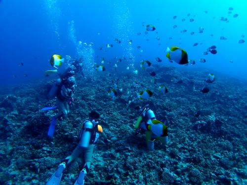 サイパン ダイビングライセンス