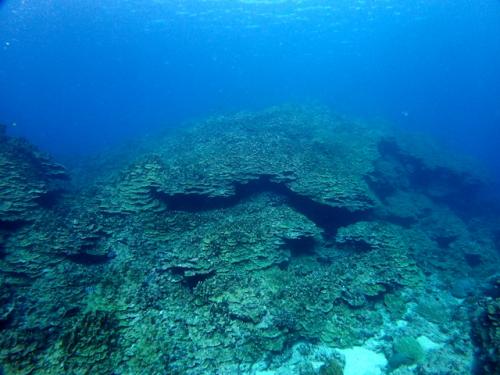 サイパン ダイビング