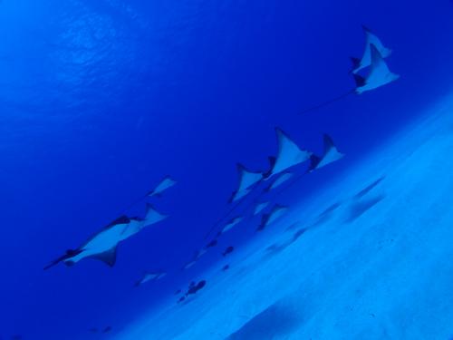 サイパン ダイビングライセンス