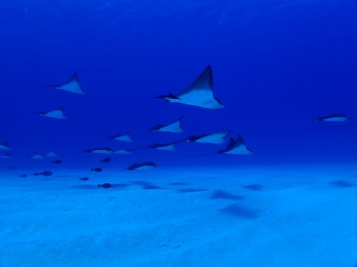 サイパン ダイビングショップ