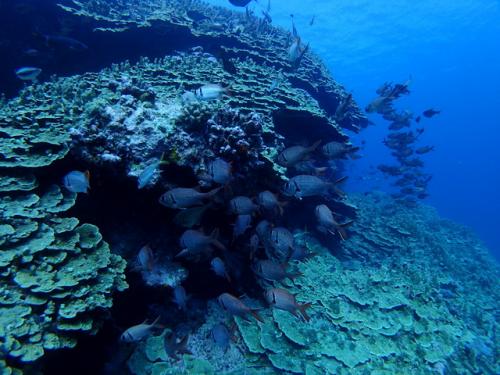 サイパン 体験ダイビング