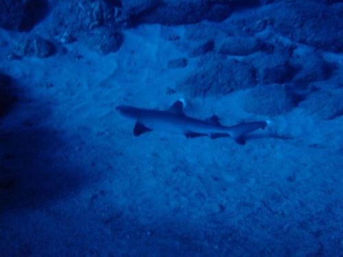 サイパン ダイビング