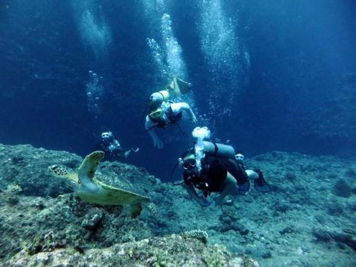 サイパン 体験ダイビング