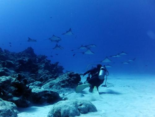サイパン ダイビングライセンス