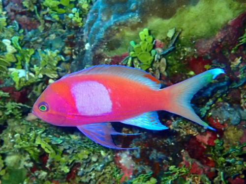 サイパン 体験ダイビング