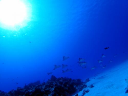 サイパン ダイビングショップ