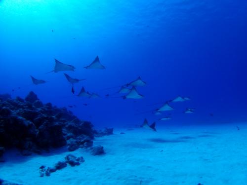 サイパン ダイビング