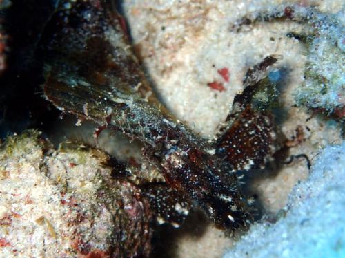 サイパン ダイビングライセンス