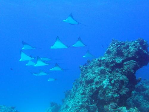 サイパン ダイビングショップ