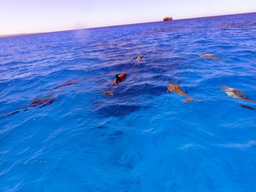 サイパン ダイビング